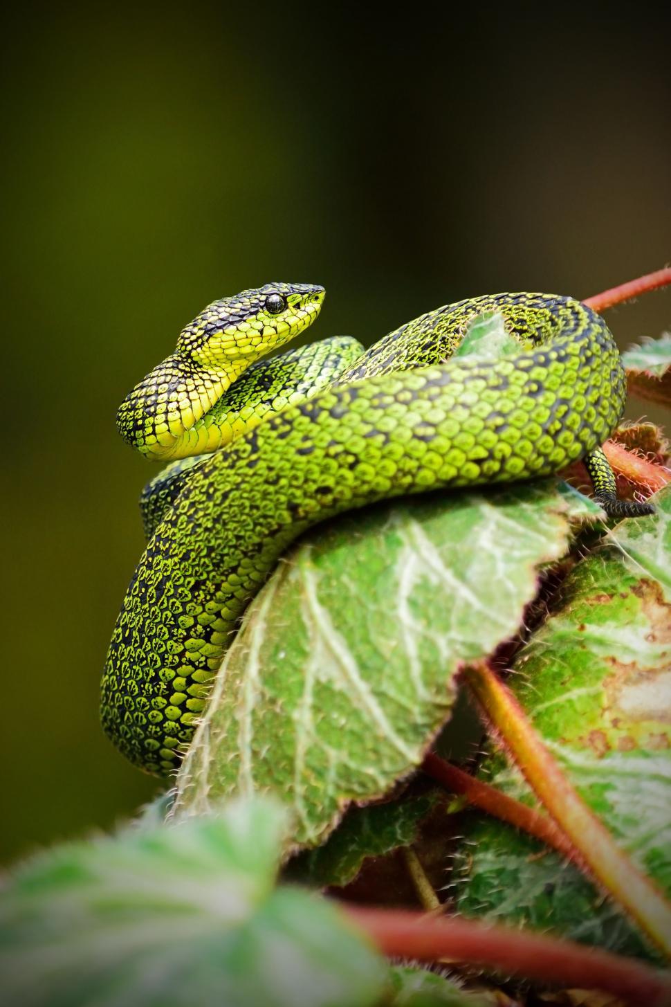 Free Image of Green Snake Perched on Leaf 