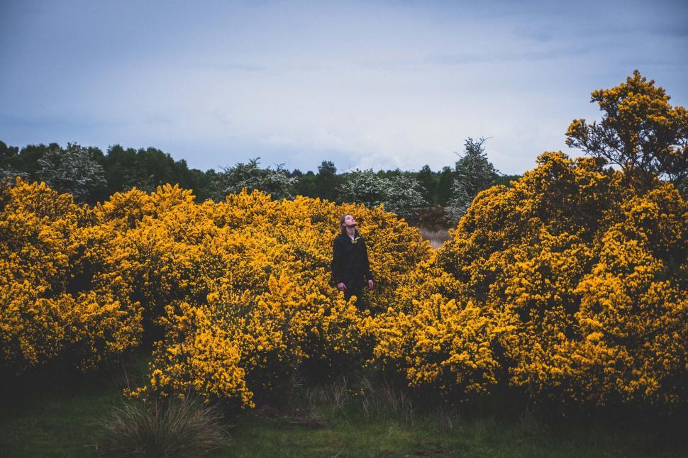 Free Image of Man Standing in Field of Yellow Flowers 