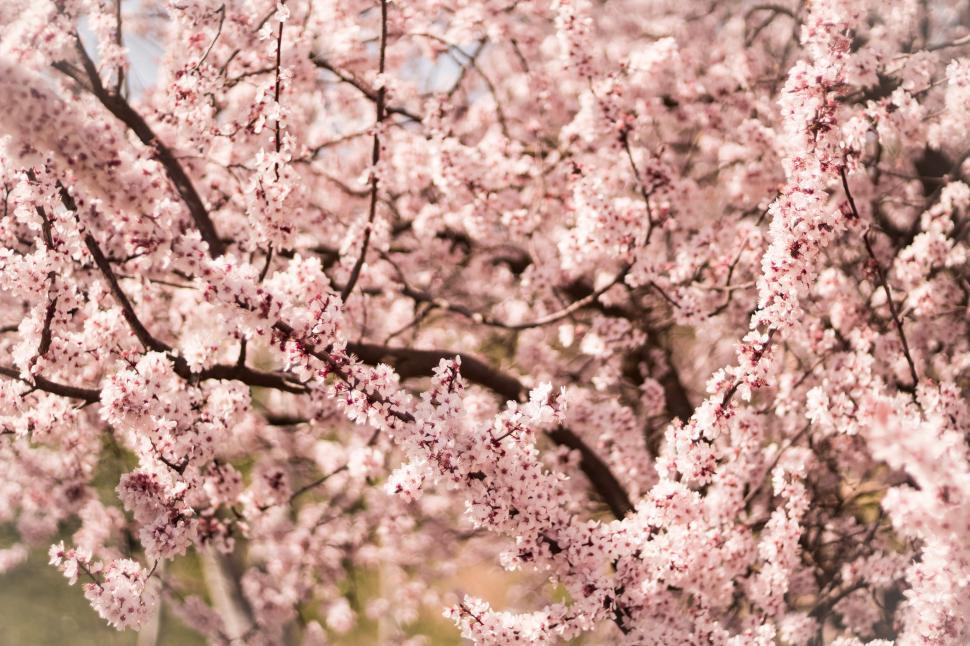 Free Image of Blossoming Pink Flower Tree 