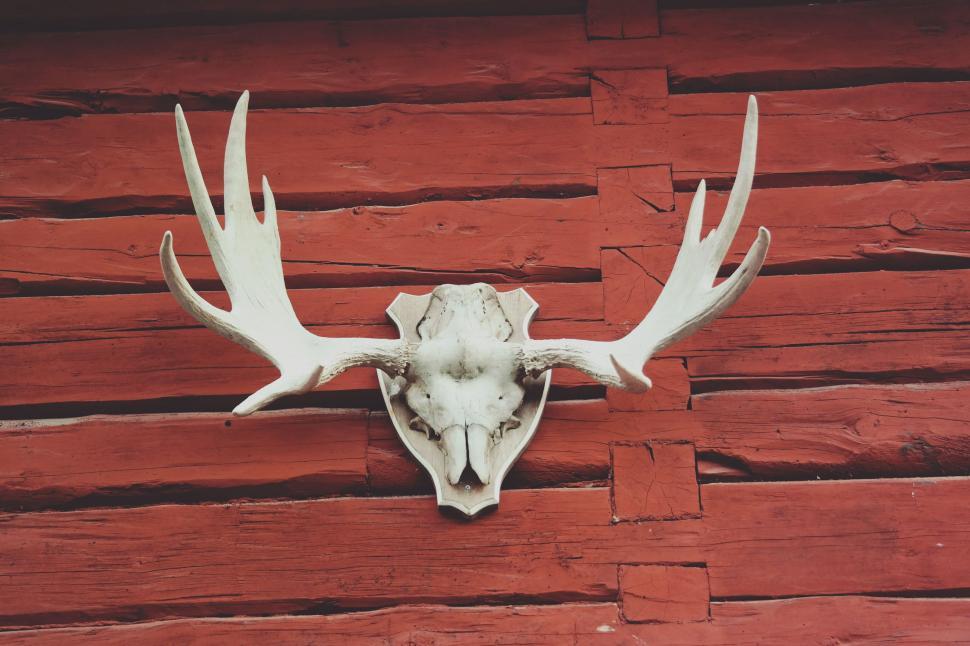 Free Image of Deer Skull Mounted on Red Building 