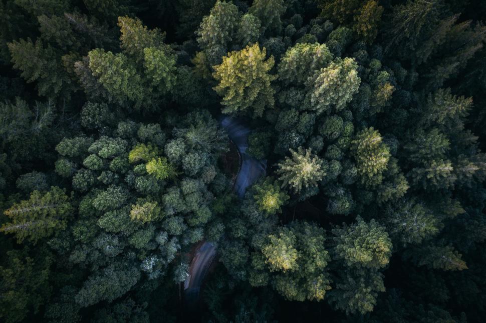 Free Image of Dense Forest Canopy From Above 