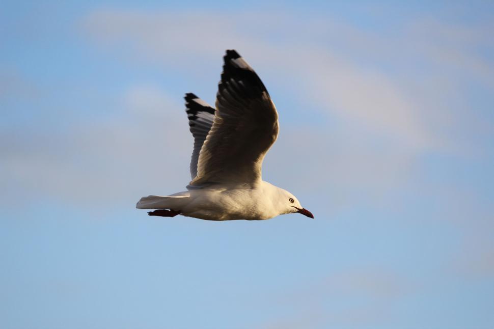 Free Image of Seagull Soaring High in Sky 