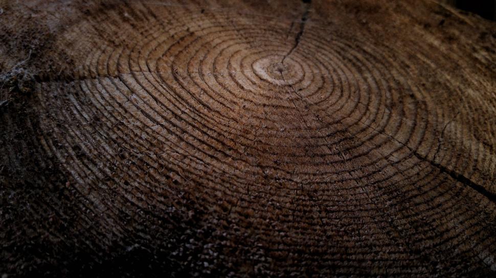 Free Image of Close Up of a Tree Trunk With Rings 