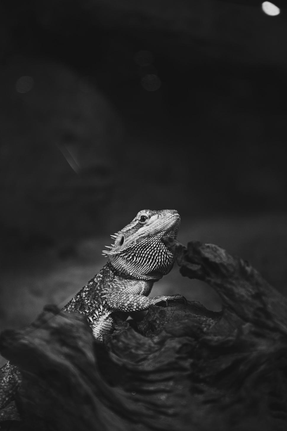 Free Image of Lizard Resting on Rock 