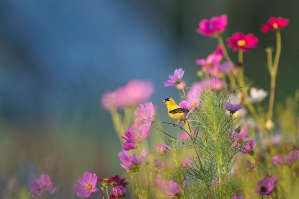 Free Image of Yellow Bird Perched on Purple Flower 