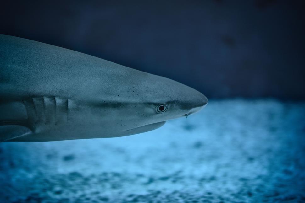 Free Image of Close Up of a Shark Swimming in the Water 