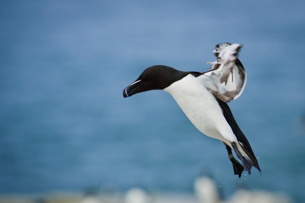 Free Image of Black and White Bird Flying Over the Ocean 