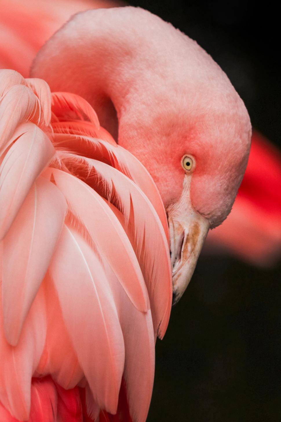 Free Image of Close Up of a Pink Flamingo on Black Background 