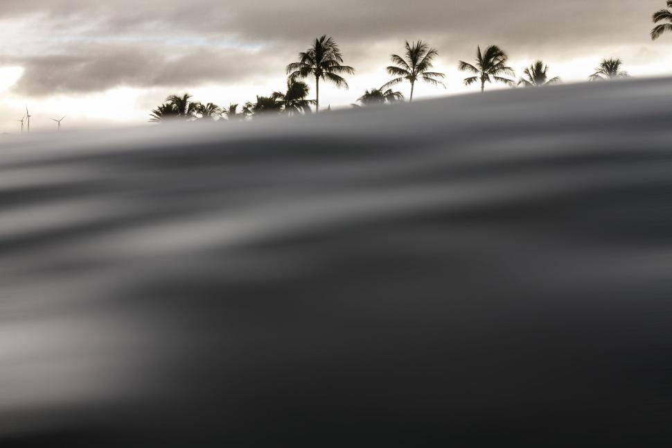Free Image of Palm Trees on Beach 