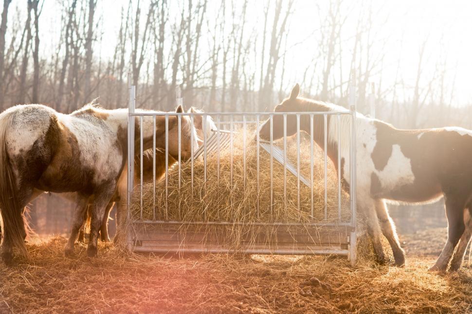 Free Image of Group of Horses Eating Hay in Fenced Area 