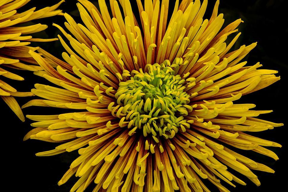 Free Image of Close Up of a Yellow Flower on a Black Background 