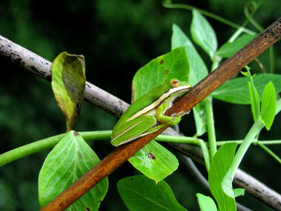 Free Image of Green Tree Frog Sitting on a Branch 