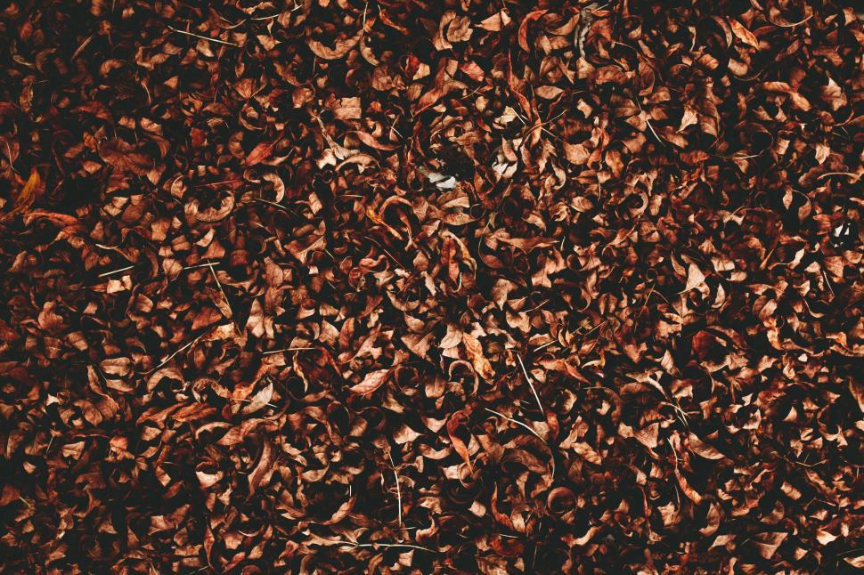 Free Image of Fallen Leaves Scattered on the Ground 