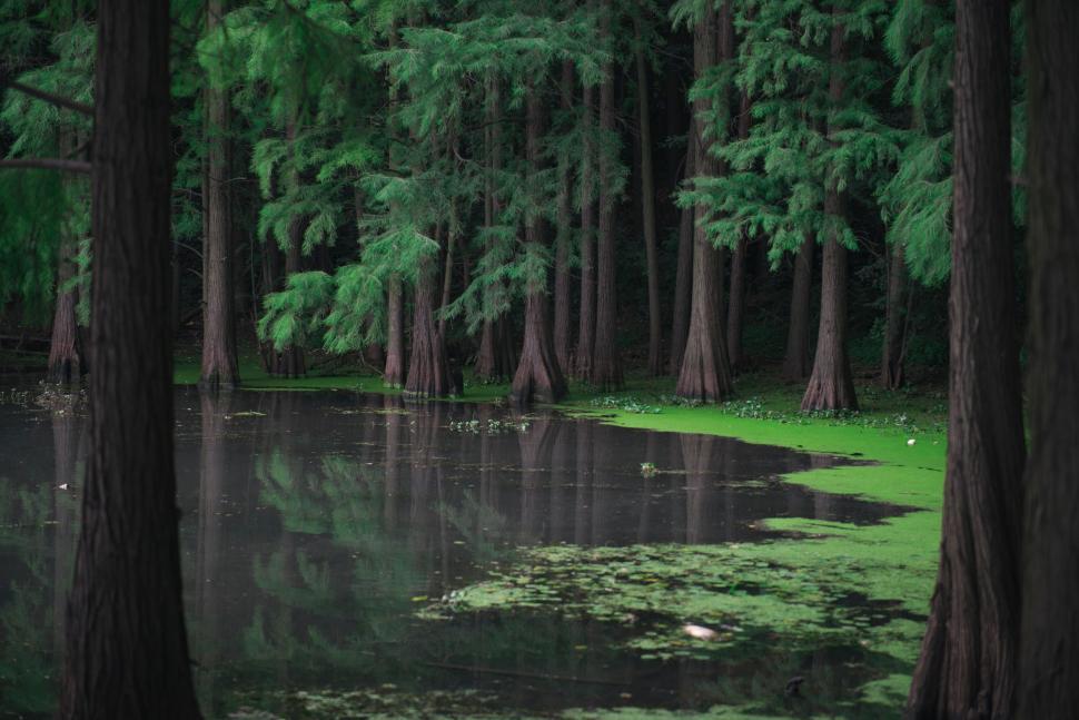 Free Image of Reflection of Trees in a Forest Lake 