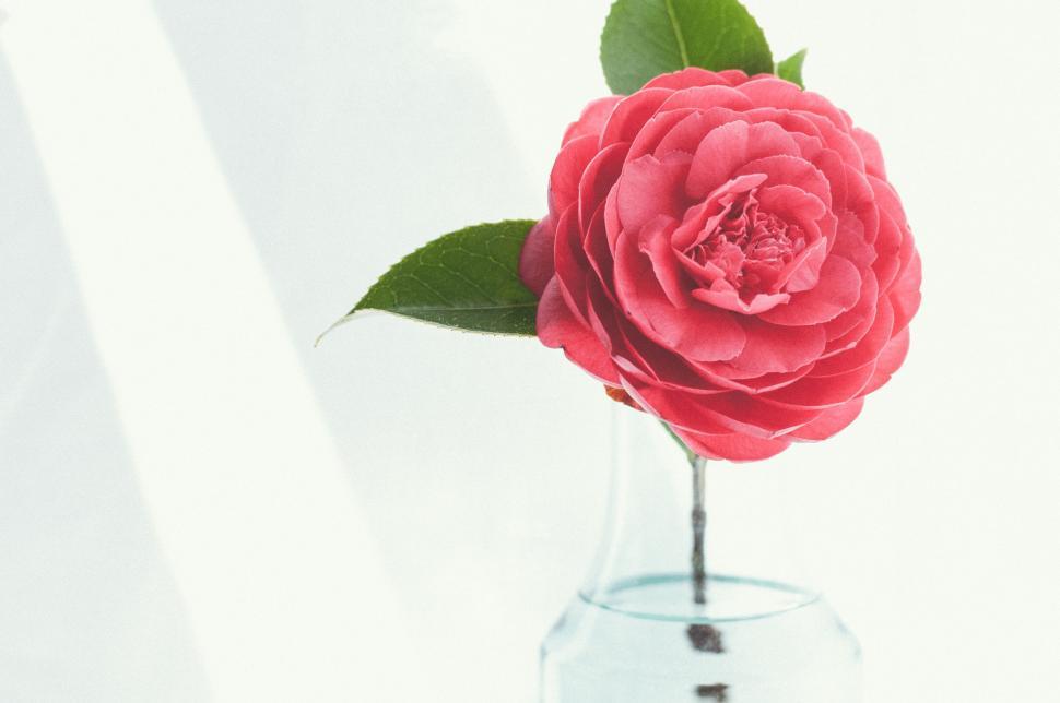 Free Image of Pink Rose in Clear Vase 