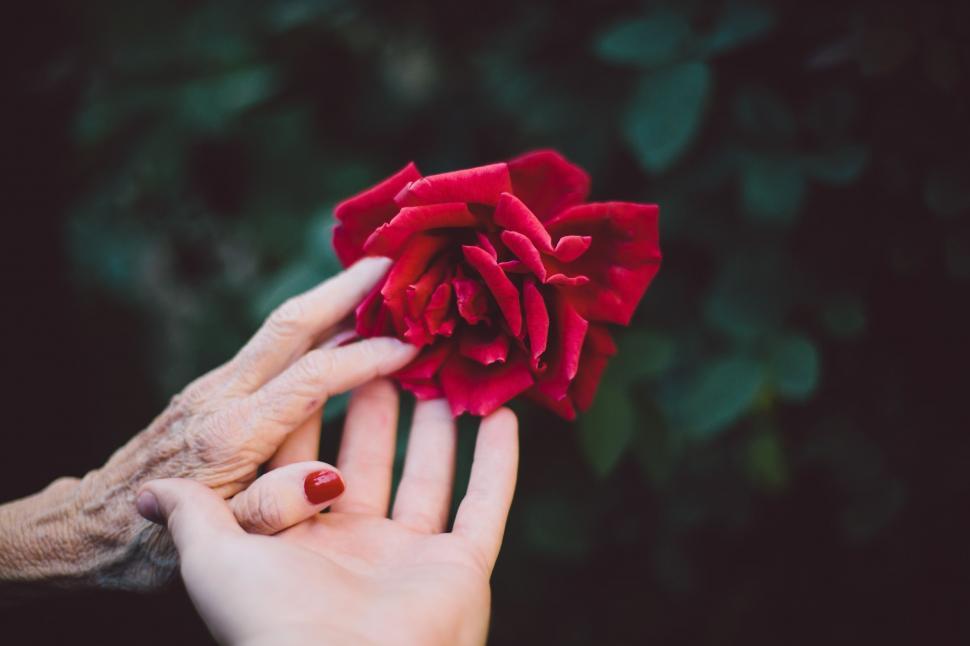 Free Image of Woman Holding a Red Rose in Her Hands 