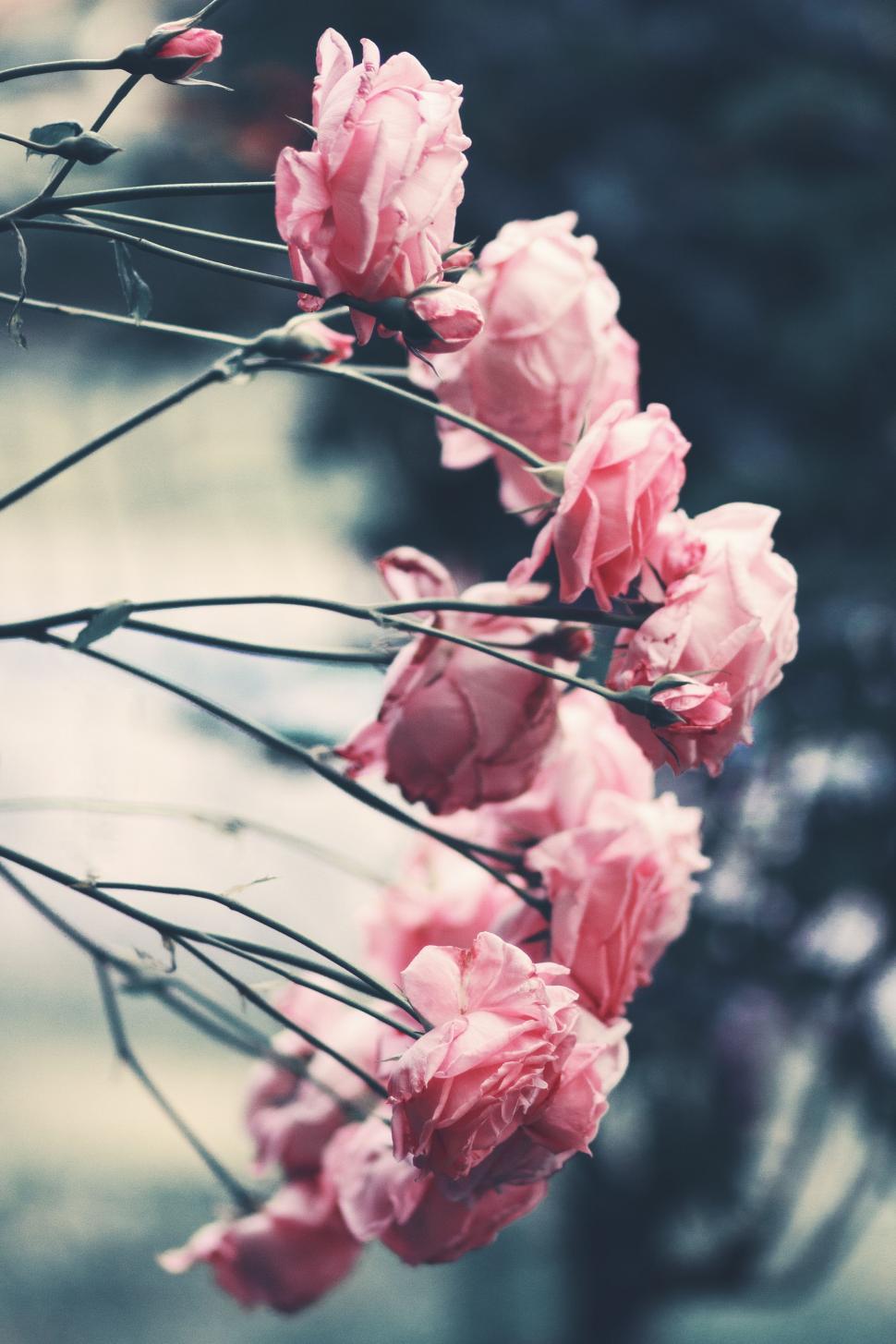 Free Image of Cluster of Pink Flowers on Tree Branch 
