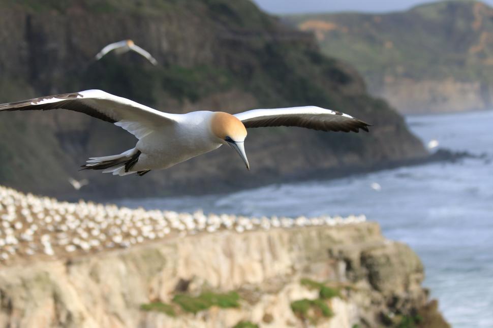 Free Image of Bird Flying Over Ocean Near Cliff 