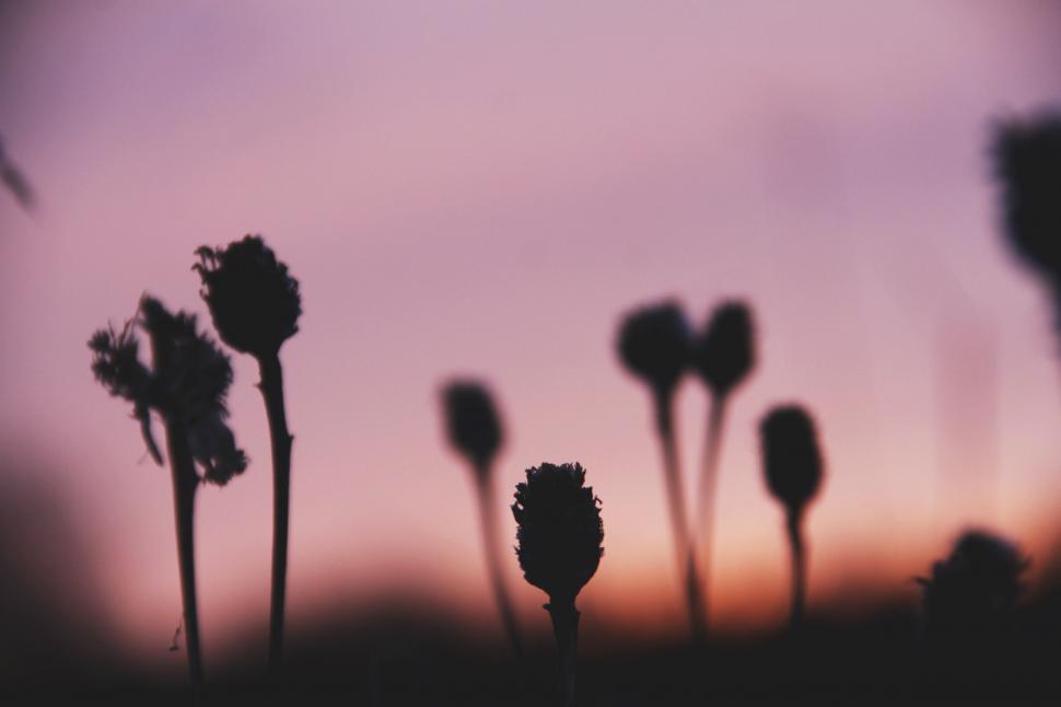 Free Image of Silhouettes of Flowers Against a Purple Sky 
