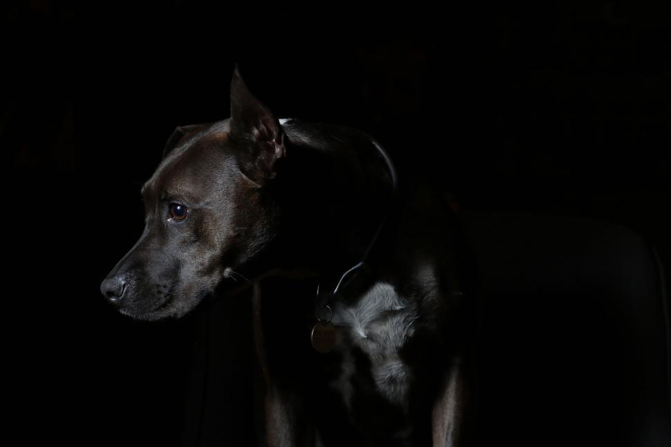 Free Image of Dog Standing in Darkness 