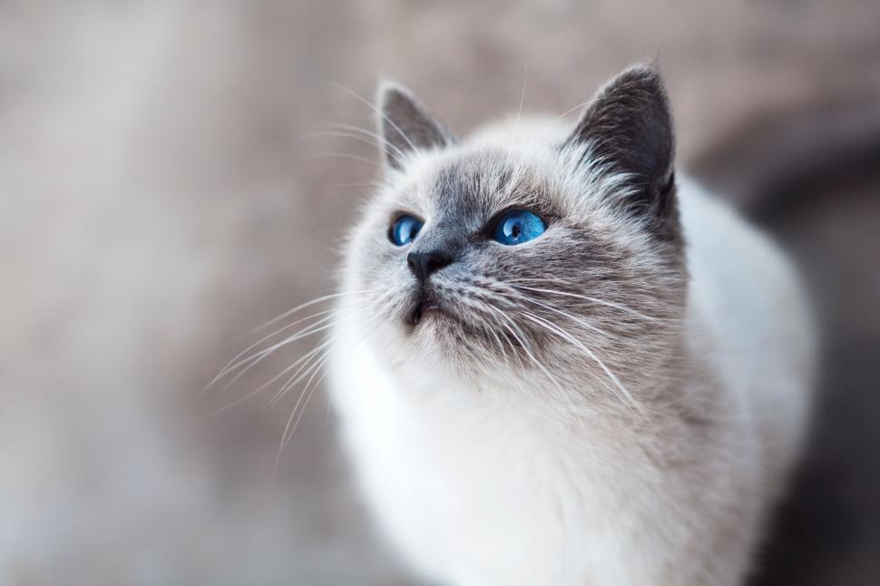 Free Image of Gray and White Cat With Blue Eyes 