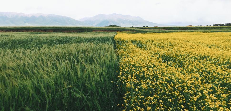 Free Image of Green and Yellow Flower Field With Mountains in Background 