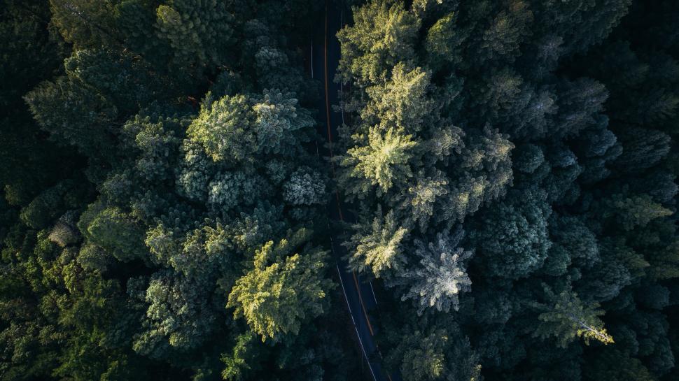 Free Image of Aerial View of a Forest From Above 