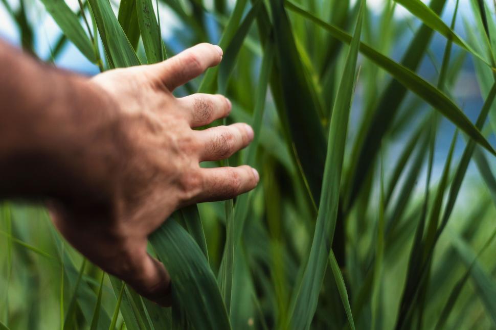 Free Image of Hand Reaching for Green Grass in Field 