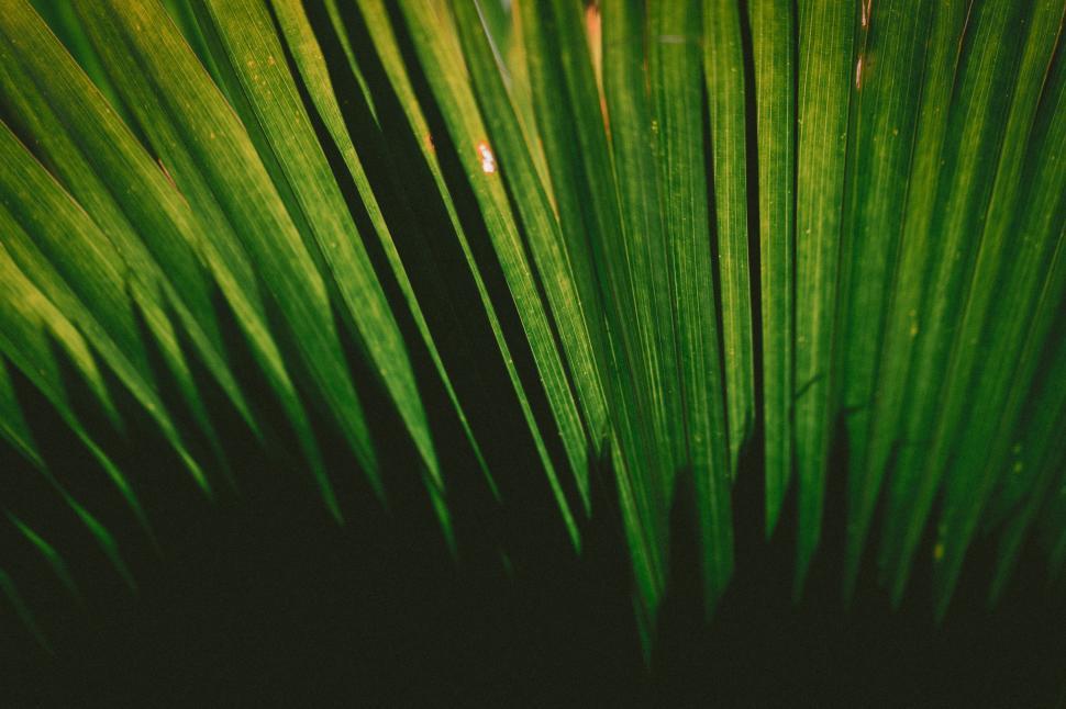 Free Image of Close Up View of a Green Palm Leaf 