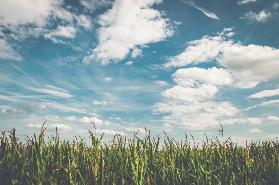 Free Image of Field of Tall Grass Under Cloudy Blue Sky 