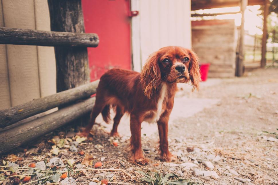 Free Image of Brown and White Dog Standing in Front of Barn 
