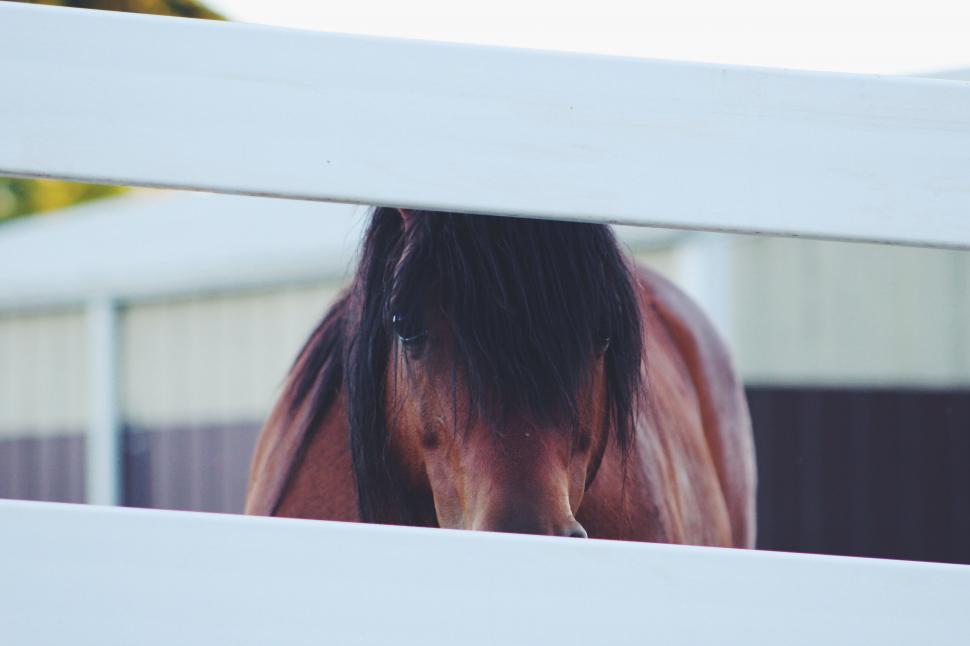 Free Image of Brown Horse Standing Behind a White Fence 
