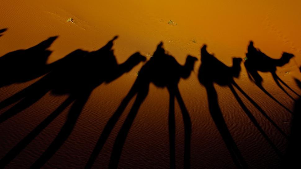 Free Image of Shadow of a Group of Camels on a Wall 