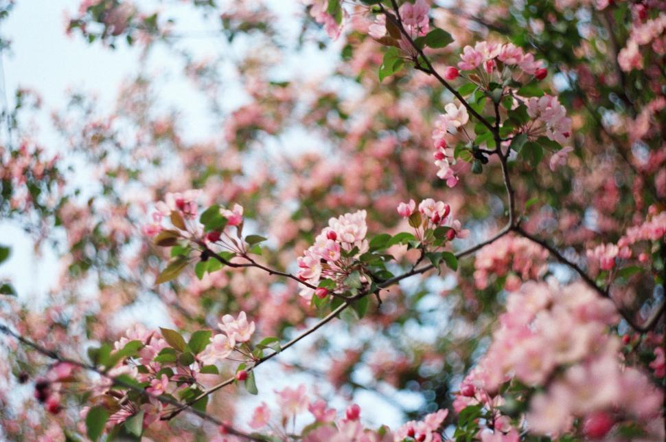 Free Image of Tree Bursting With Pink Blossoms 