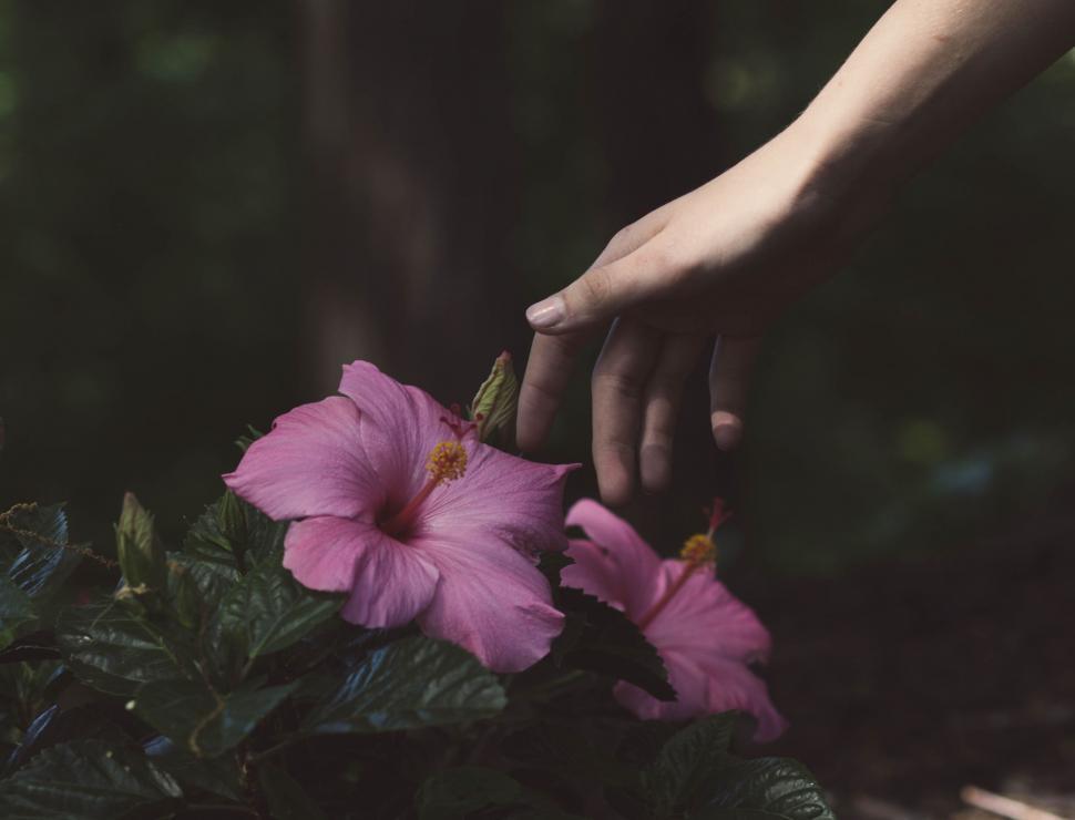 Free Image of Person Reaching for a Flower 