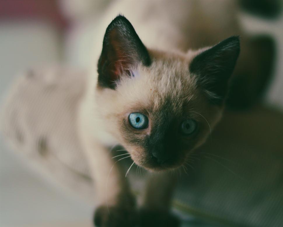 Free Image of Siamese Cat Looking at Camera 