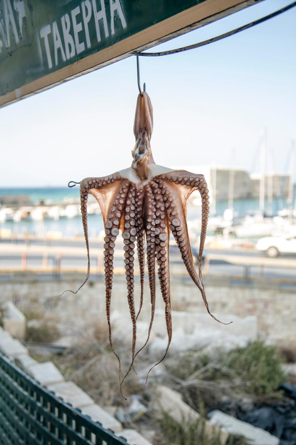 Free Image of Octopus Hanging From Sign in Front of Beach 