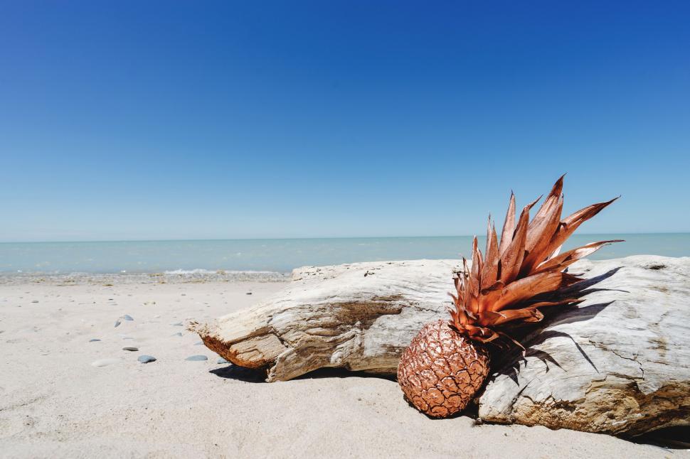 Free Image of Pineapple on Rock at Beach 