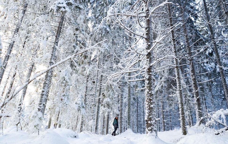 Free Image of Man Snowboarding Down Snow-Covered Forest 