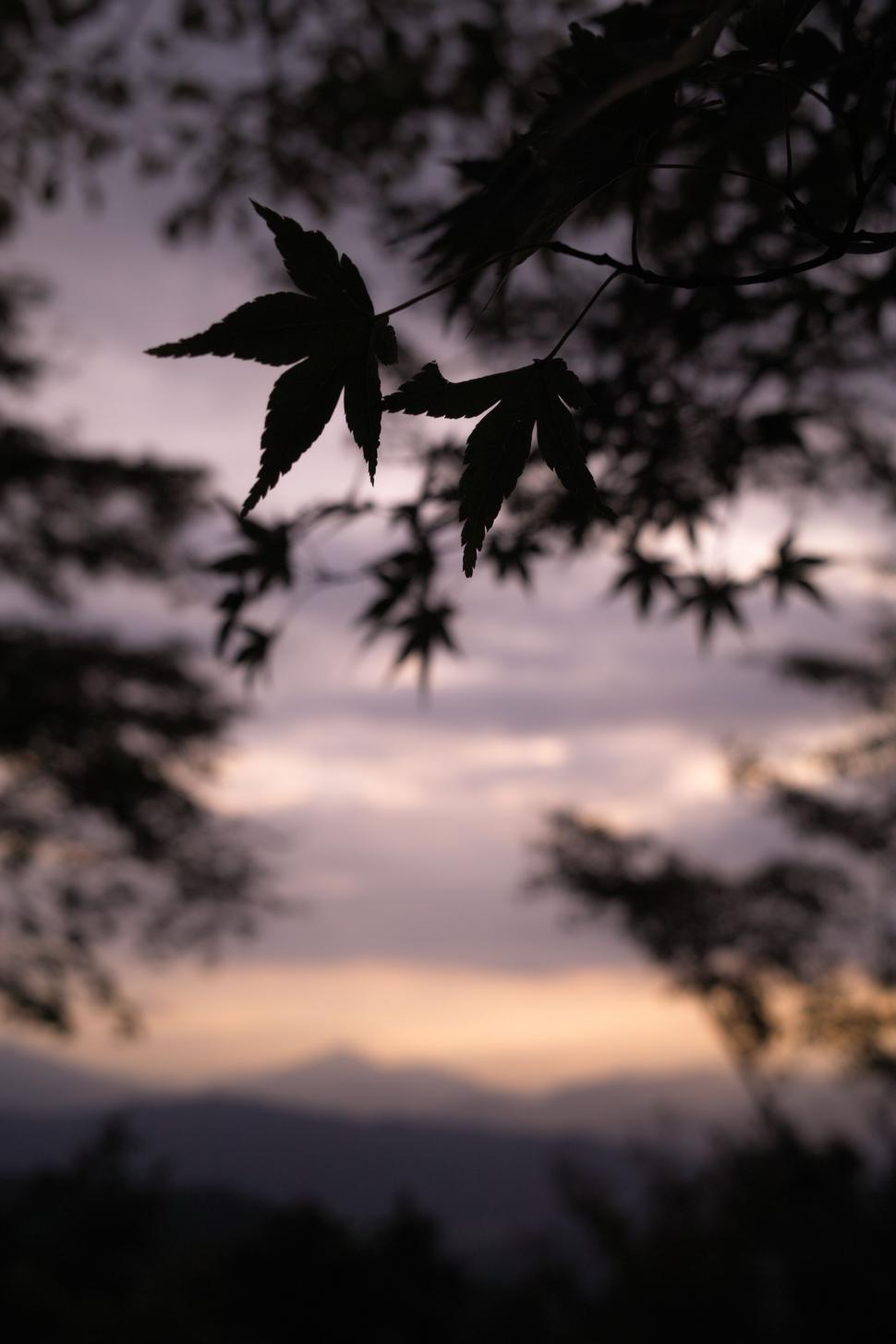 Free Image of Tree Leaves Silhouetted Against Cloudy Sky 