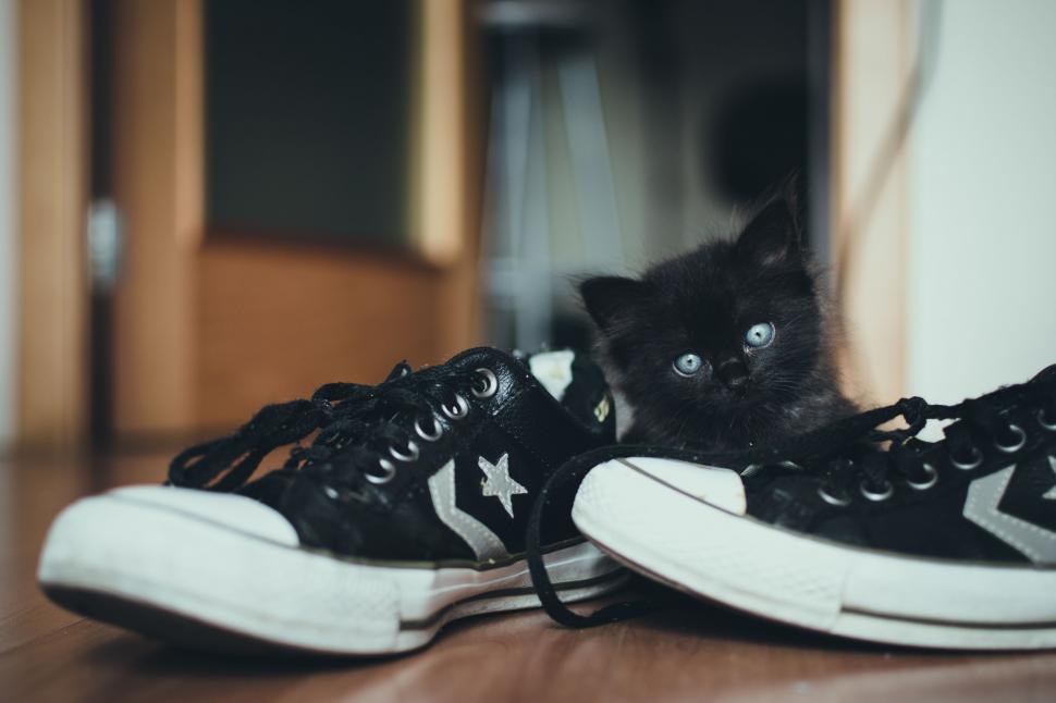 Free Image of Black Kitten Sitting on Top of Sneakers 