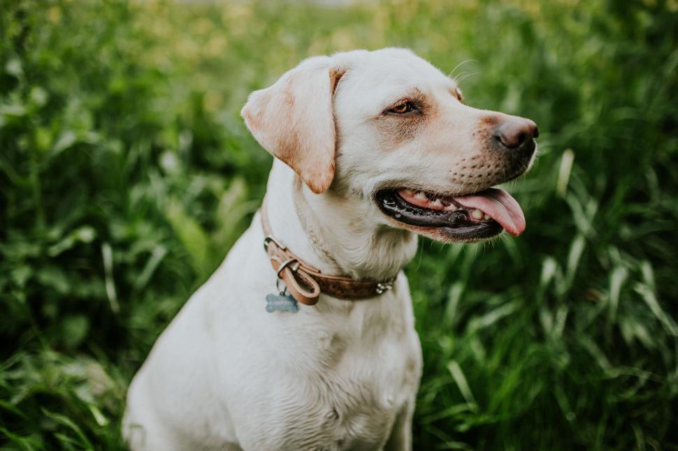 Free Image of White Dog Sitting in Tall Grass Field 