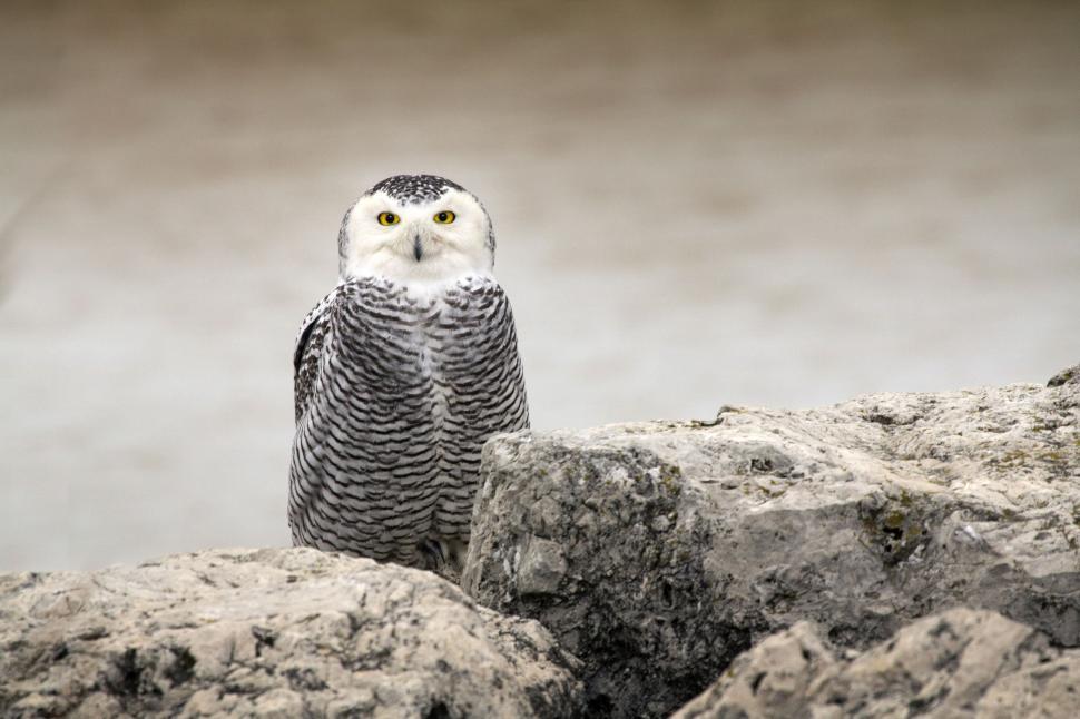 Free Image of Snowy Owl Sitting in Snow 