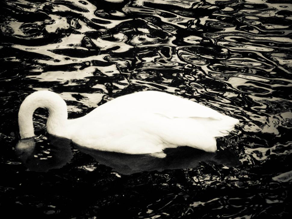 Free Image of swan submerged 