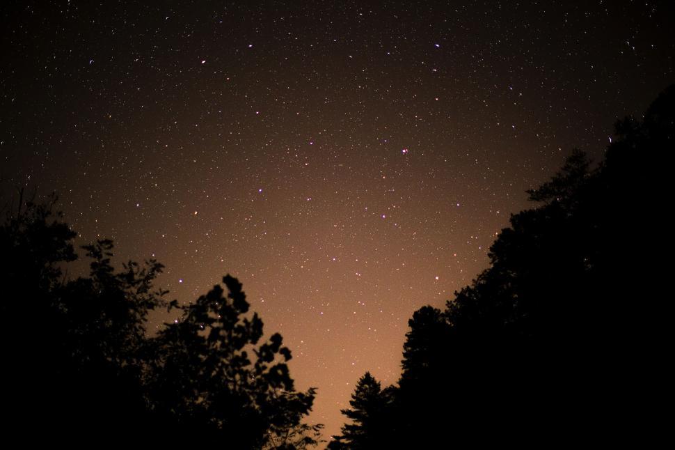 Free Image of Night Sky Filled With Stars and Trees 