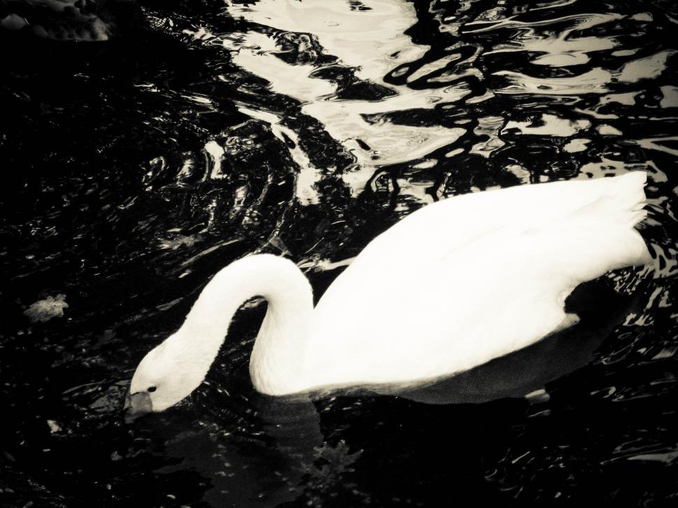 Free Image of white swan 