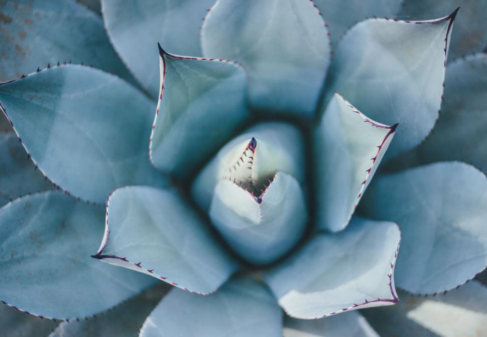 Free Image of Close-Up of a Blue Flower With Leaves 