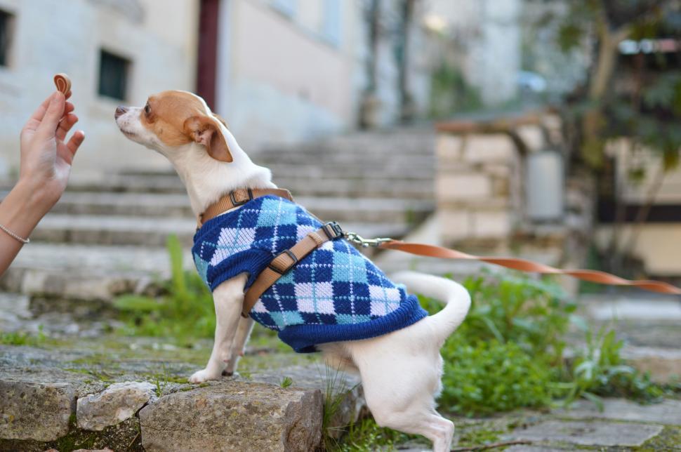 Free Image of Small Dog in Sweater on Leash 