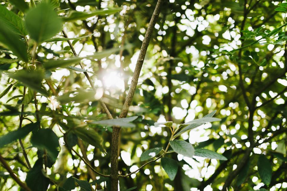Free Image of Sunlight Filtering Through the Tree Leaves 