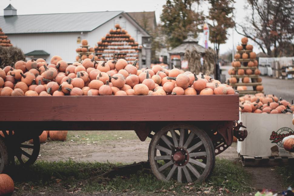 Free Image of Wagon Filled With Pumpkins on Street 